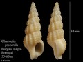 Mollusca (molluscs)