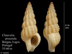 Chauvetia procerula