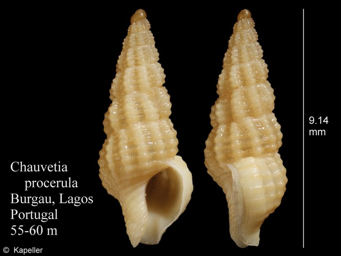 Chauvetia procerula