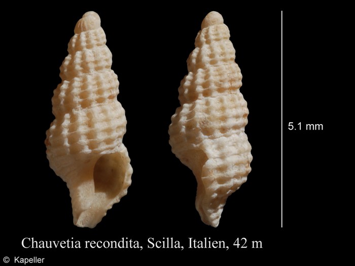 Chauvetia recondita Chauvetia recondita