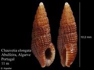 Chauvetia elongata
