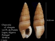 Chauvetia elongata