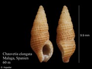 Chauvetia elongata