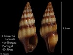 Chauvetia taeniata