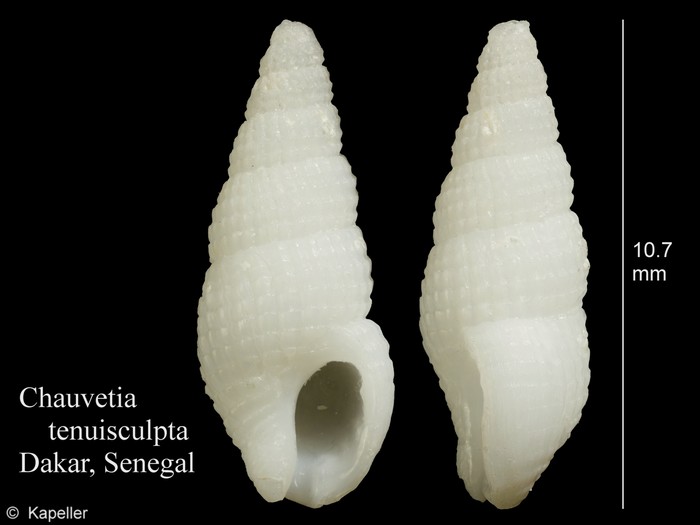 Chauvetia tenuisculpta