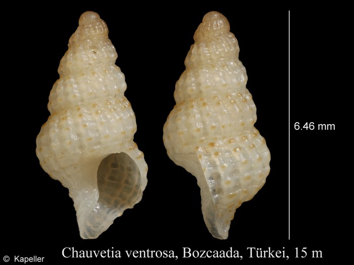 Chauvetia ventrosa Chauvetia ventrosa