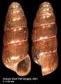 Mollusca (molluscs)