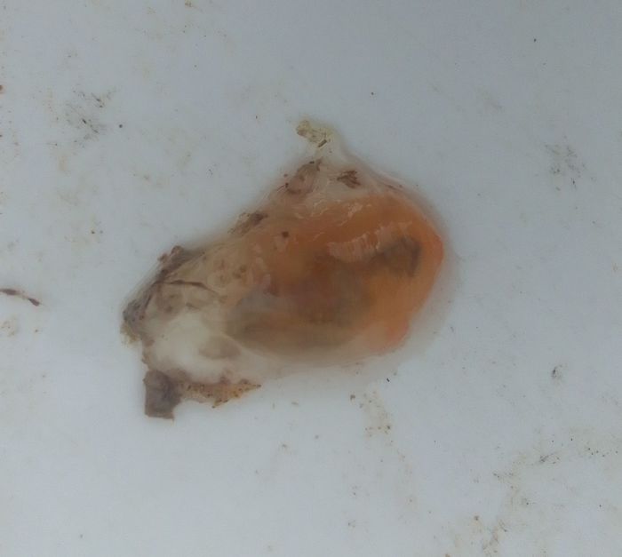 Corella Eumyota Corella Eumyota