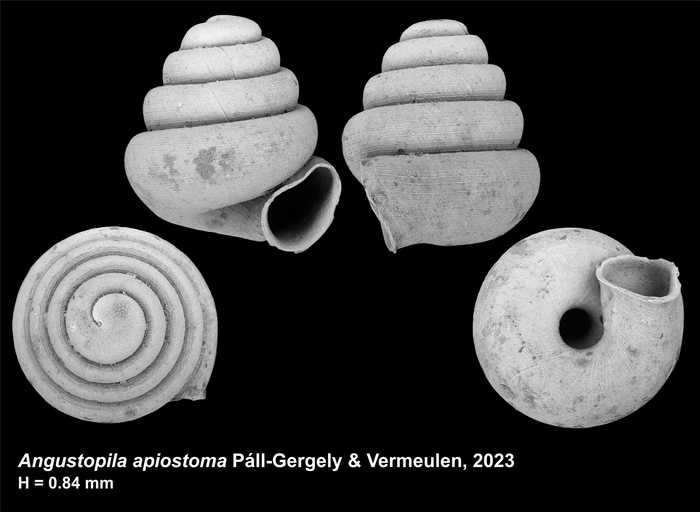 Holotype of Angustopila apiostoma Páll-Gergely & Vermeulen, 2023