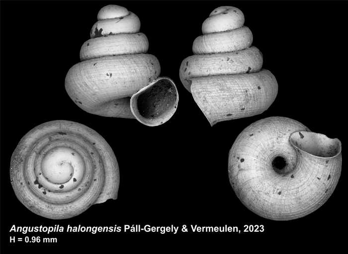 Holotype of Angustopila halongensis Páll-Gergely & Vermeulen, 2023