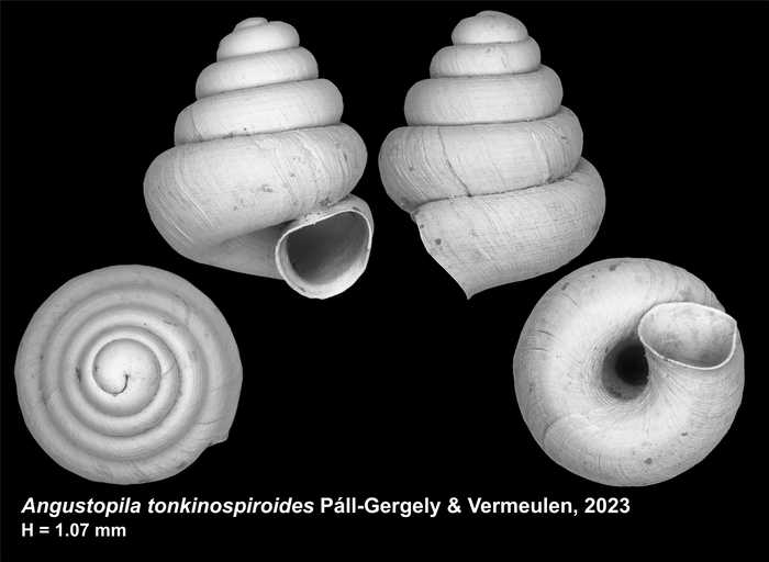 Holotype of Angustopila tonkinospiroides Páll-Gergely & Vermeulen, 2023