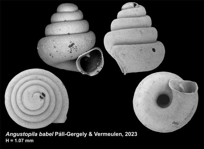 Holotype of Angustopila babel Páll-Gergely & Vermeulen, 2023