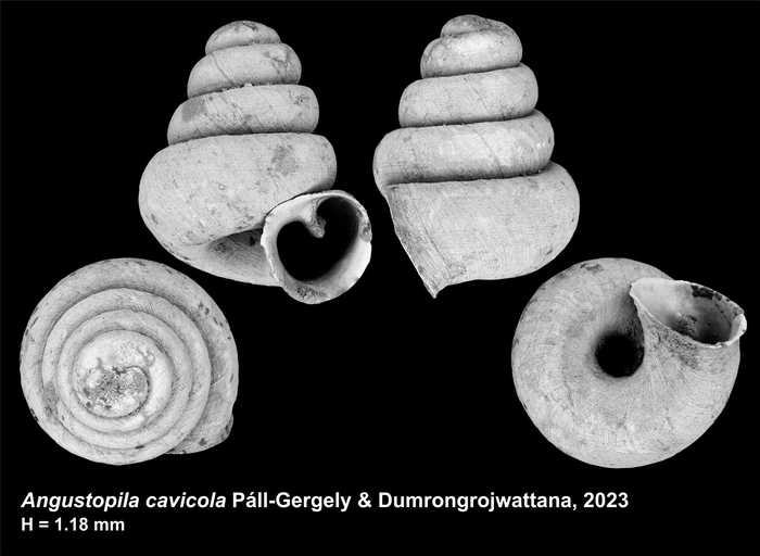 Holotype of Angustopila cavicola Páll-Gergely & Dumrongrojwattana, 2023