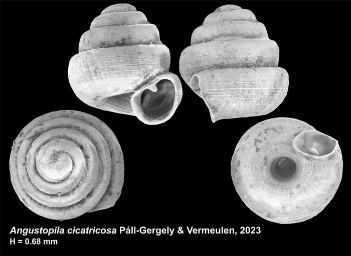 Holotype of Angustopila cicatricosa Páll-Gergely & Vermeulen, 2023
