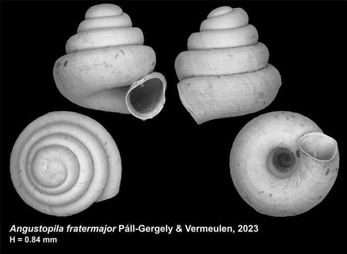 Holotype of Angustopila fratermajor Páll-Gergely & Vermeulen, 2023