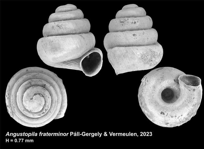 Holotype of Angustopila fraterminor Páll-Gergely & Vermeulen, 2023