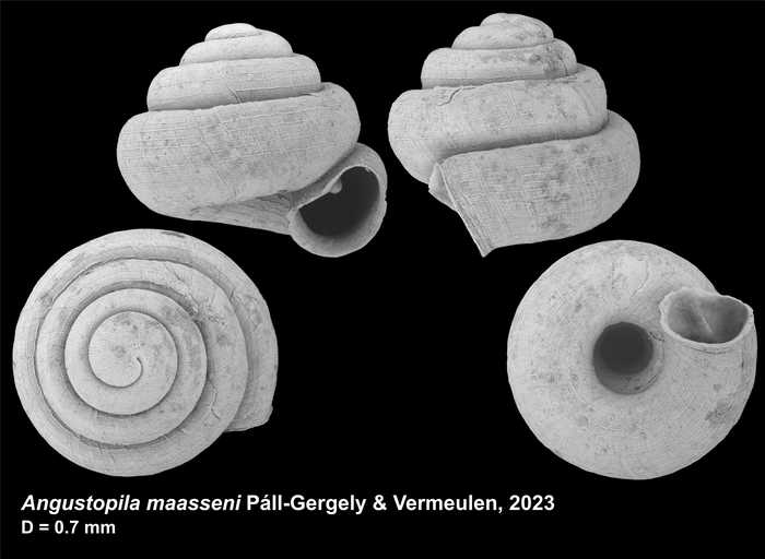 Holotype of Angustopila maasseni Páll-Gergely & Vermeulen, 2023