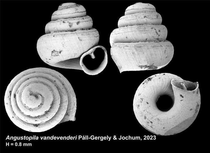 Holotype of Angustopila vandevenderi Páll-Gergely & Jochum, 2023