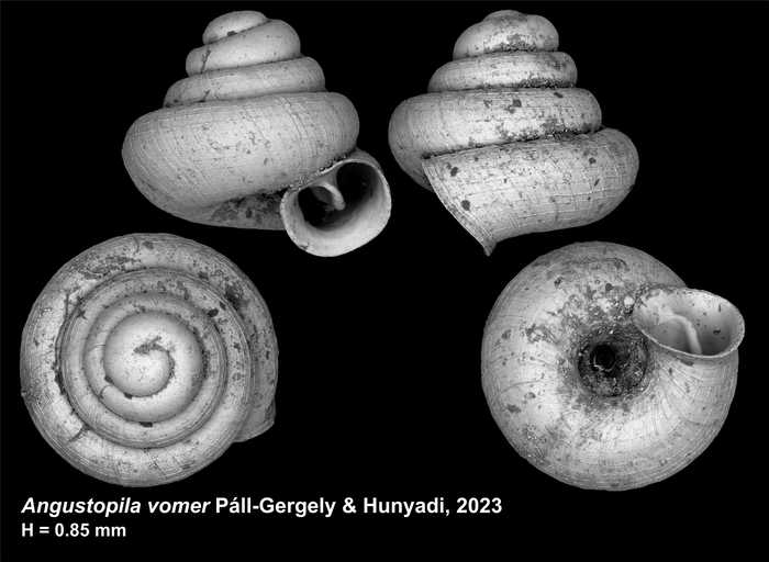 Holotype of Angustopila vomer Páll-Gergely & Hunyadi, 2023