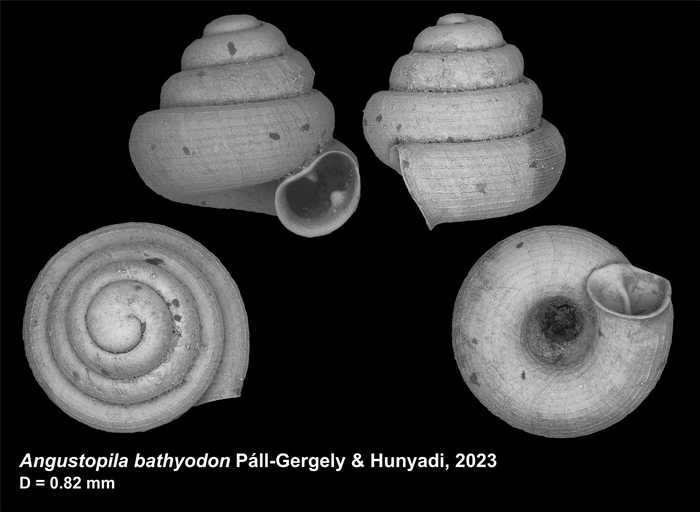 Holotype of Angustopila bathyodon Páll-Gergely & Hunyadi, 2023