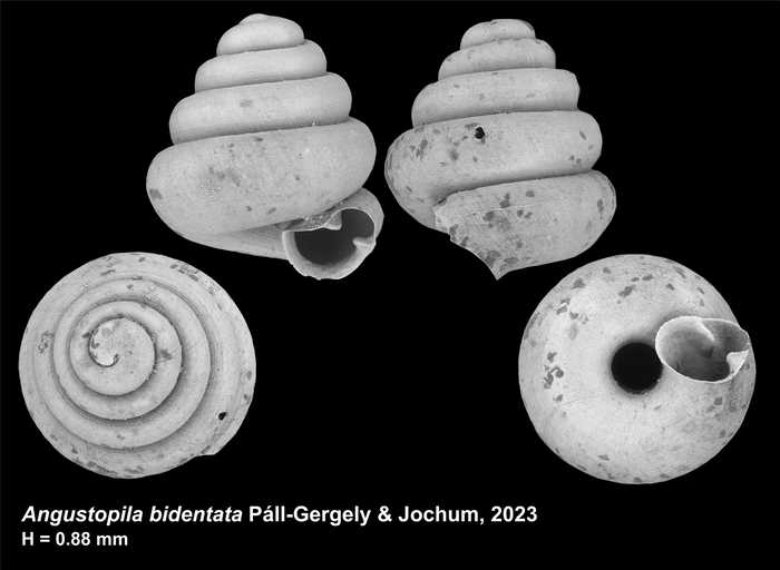 Holotype of Angustopila bidentata Páll-Gergely & Jochum, 2023