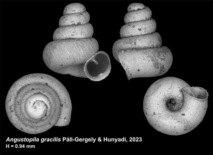 Holotype of Angustopila gracilis Páll-Gergely & Hunyadi, 2023