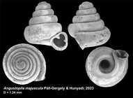 Holotype of Angustopila majuscula Páll-Gergely & Hunyadi, 2023 