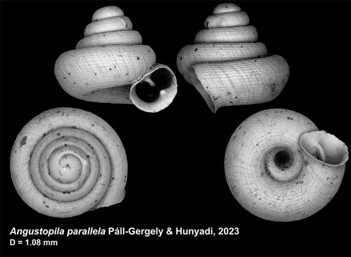 Holotype of Angustopila parallela Páll-Gergely & Hunyadi, 2023