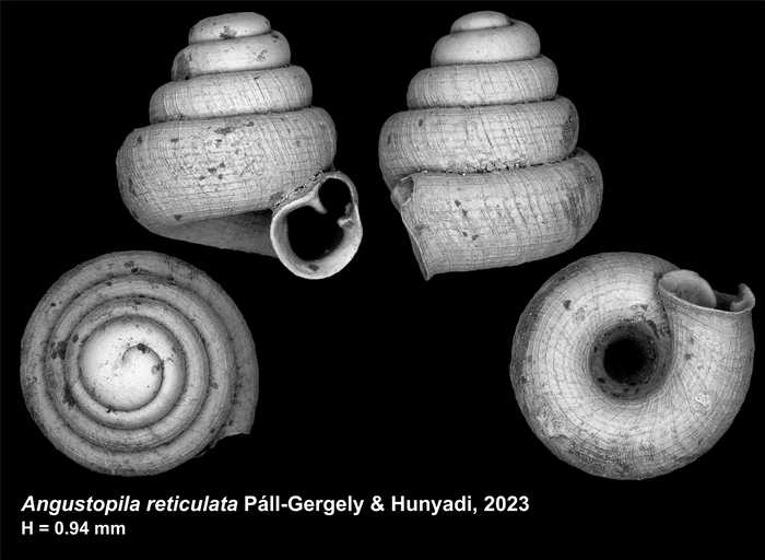 Holotype of Angustopila reticulata Páll-Gergely & Hunyadi, 2023