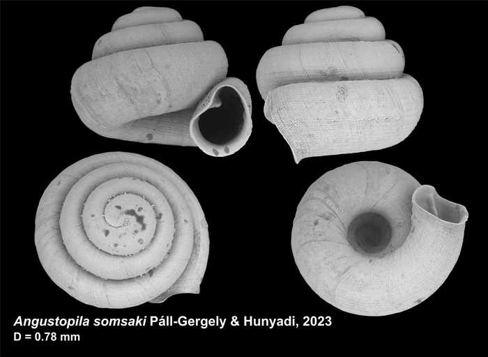 Holotype of Angustopila somsaki Páll-Gergely & Hunyadi, 2023