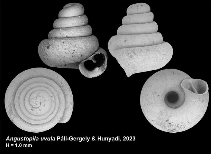 Holotype of Angustopila uvula Páll-Gergely & Hunyadi, 2023