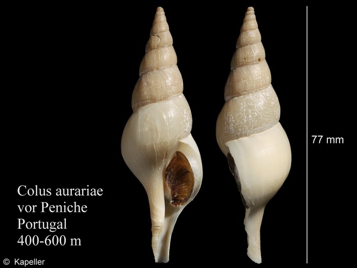Colus aurariae Colus aurariae