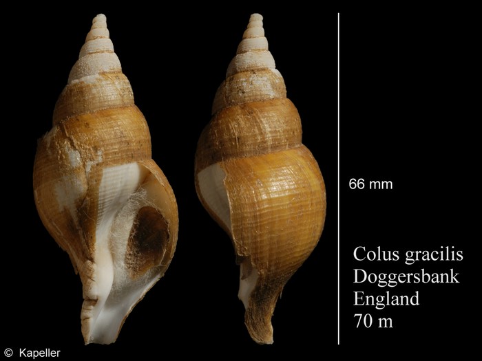 Colus gracilis