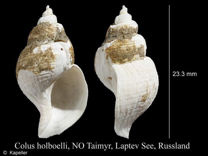 Colus holboelli Colus holboelli