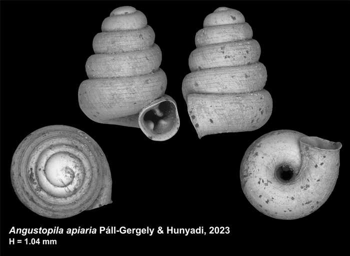 Holotype of Angustopila apiaria Páll-Gergely & Hunyadi, 2023