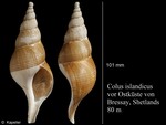 Caenogastropoda