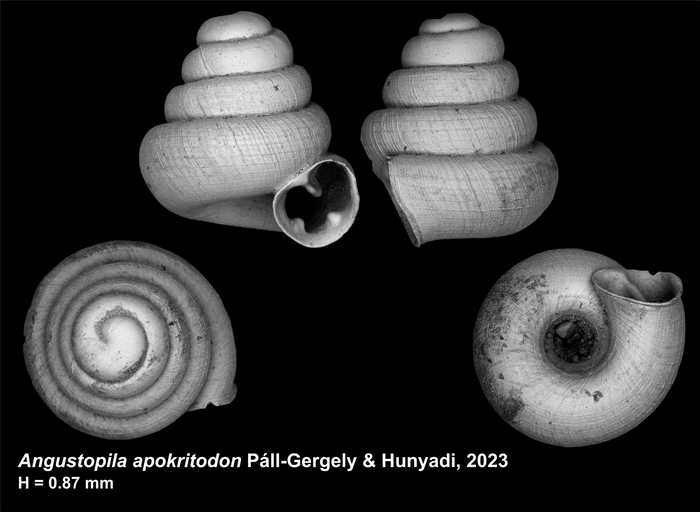 Holotype of Angustopila apokritodon Páll-Gergely & Hunyadi, 2023