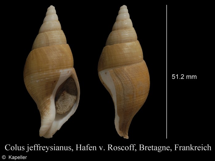 Colus jeffreysianus Colus jeffreysianus