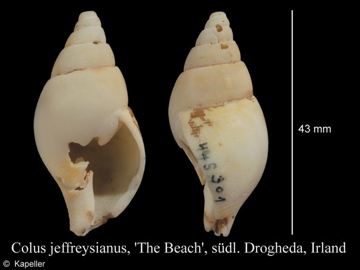 Colus jeffreysianus Colus jeffreysianus