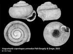 Holotype of Angustopila coprologos uninodus Páll-Gergely & Grego, 2023