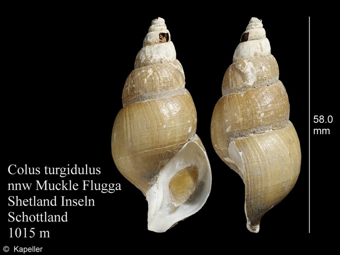 Colus turgidulus Colus turgidulus