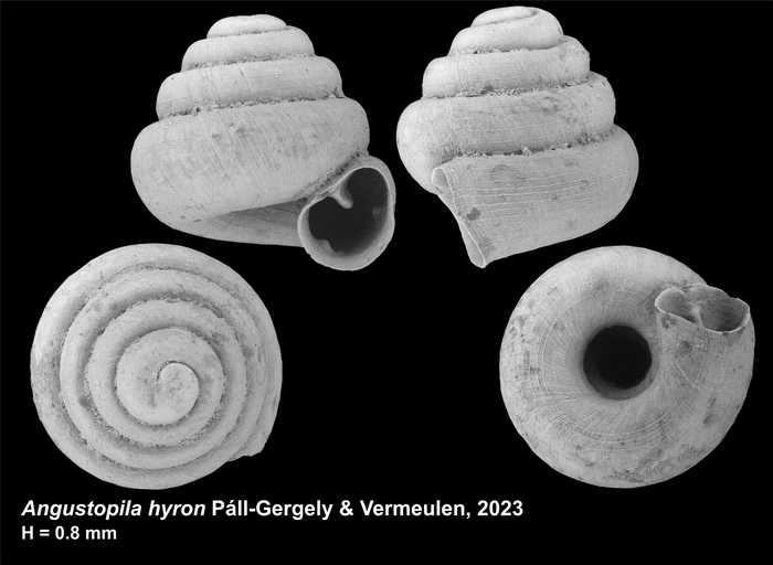 Holotype of Angustopila hyron Páll-Gergely & Vermeulen, 2023
