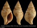 Mollusca (molluscs)