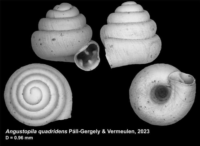 Holotype of Angustopila quadridens Páll-Gergely & Vermeulen, 2023