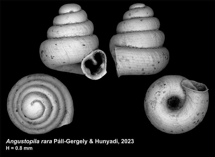 Holotype of Angustopila rara Páll-Gergely & Hunyadi, 2023