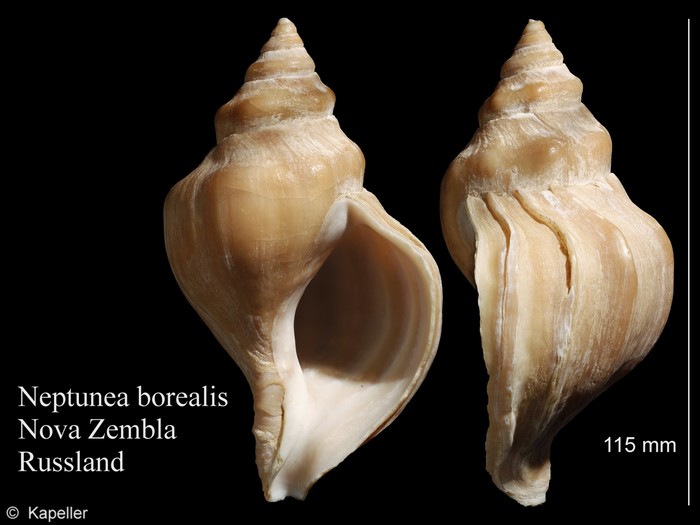 Neptunea borealis Neptunea borealis