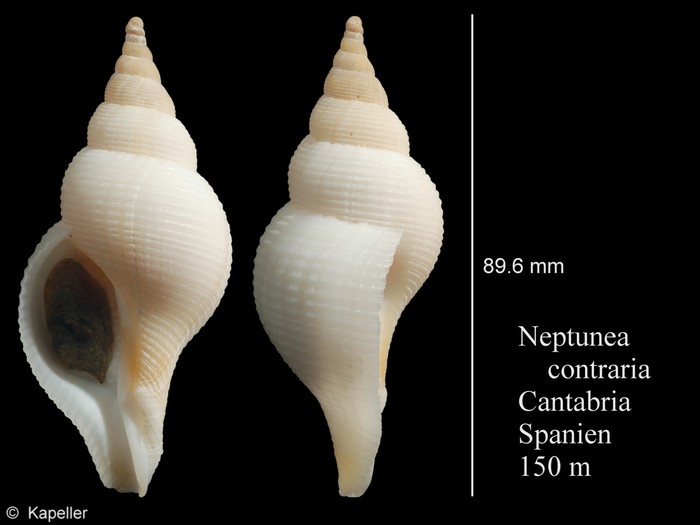 Neptunea contraria