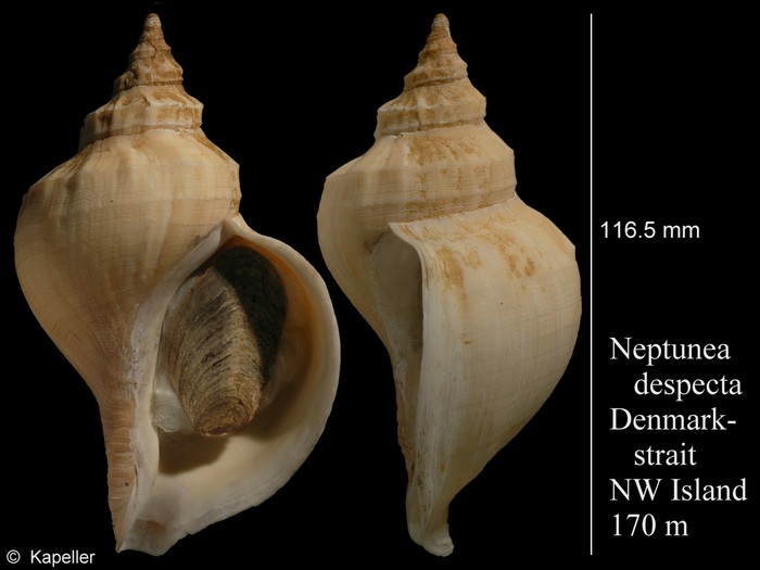 Neptunea despecta