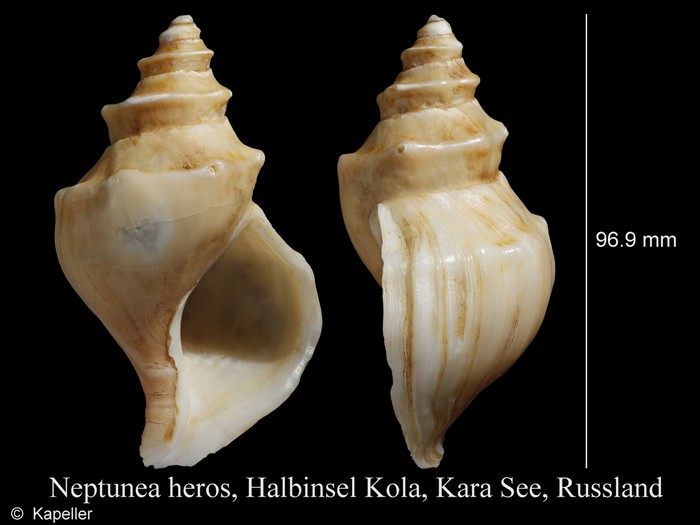 Neptunea heros Neptunea heros