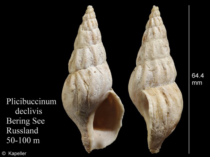 Plicibuccinum declivis